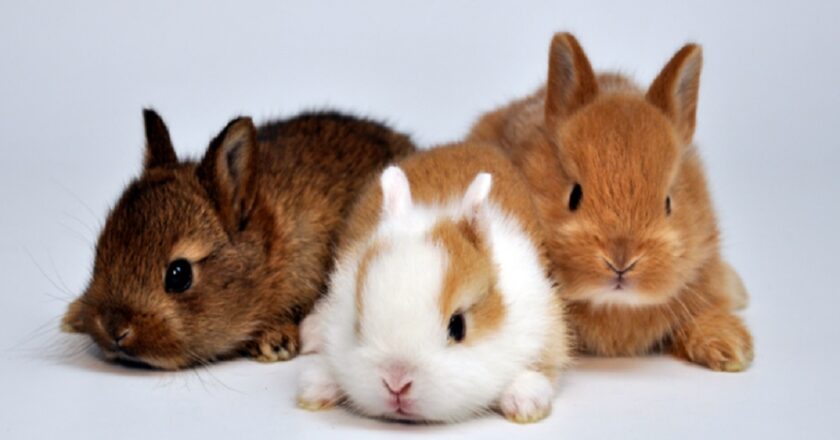 Why Regular Vet Consultations Are Key to Your Rabbit’s Long-Term Health